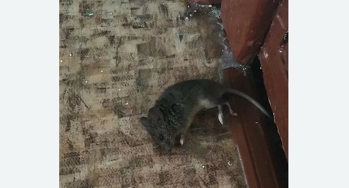 Дезинфекция от мышей в Полысаево