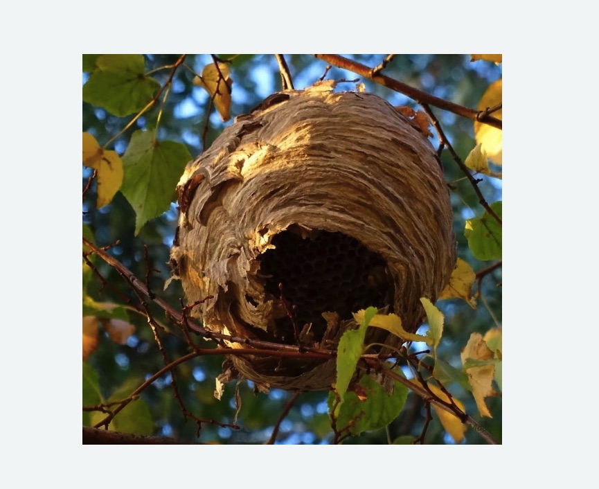 Обработка от шершней в Полысаево