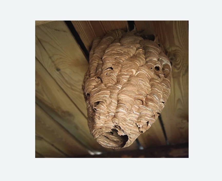 обработка от шершней в Полысаево