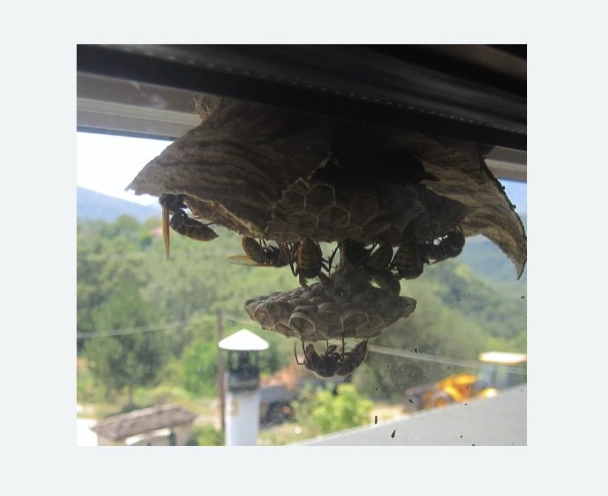 Уничтожение гнёзд шершней в Полысаево