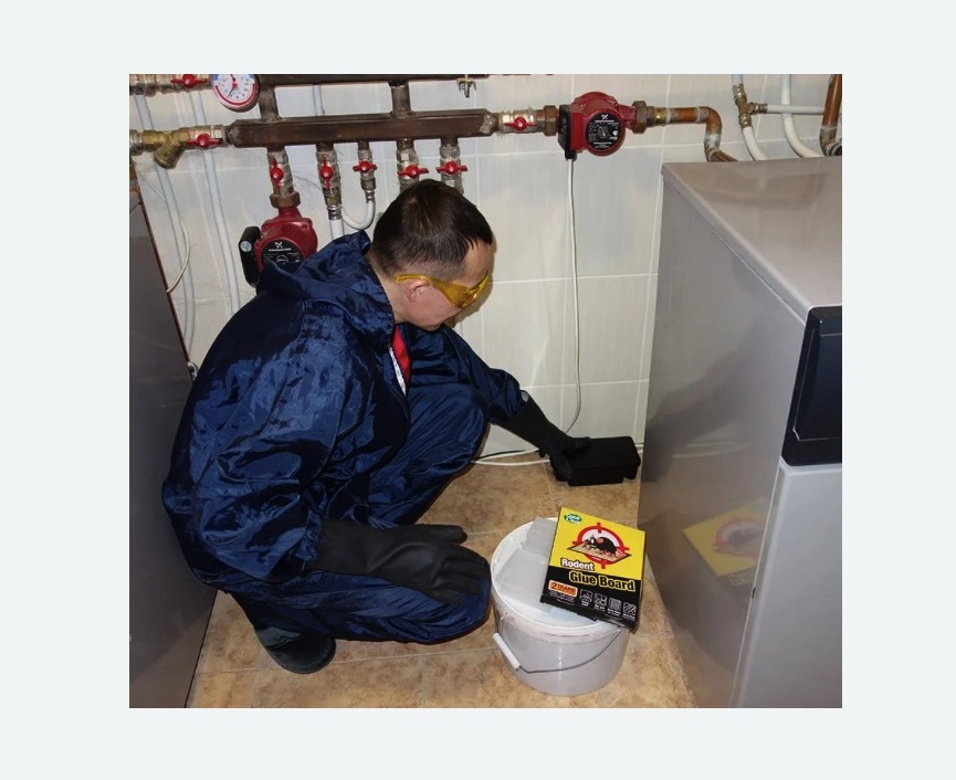 Уничтожение крыс в Полысаево